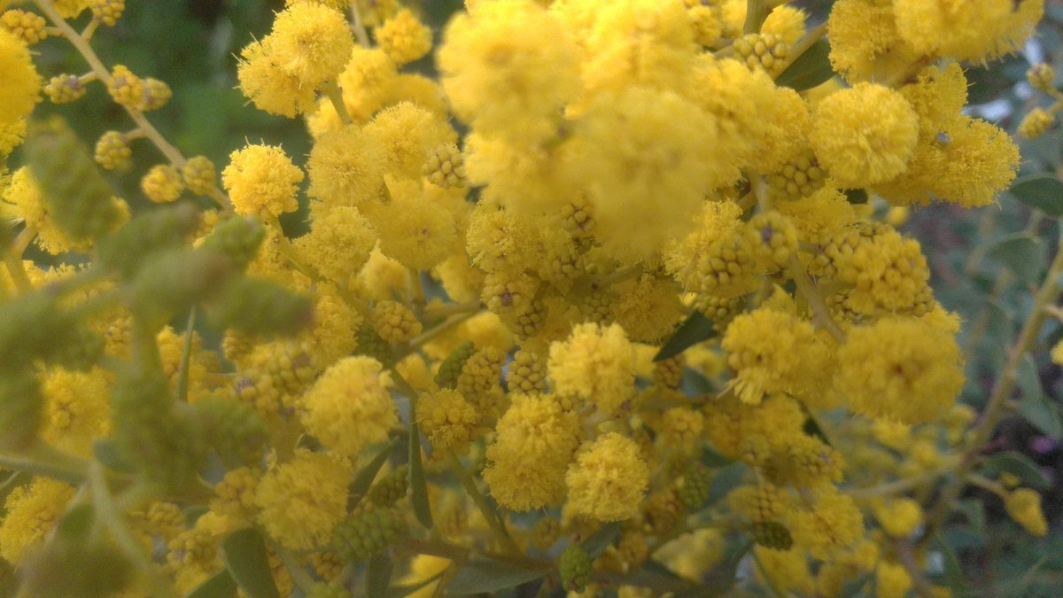 ばなちゃん 花粉が ポンポンのミモザの花が見たくて 買ってしまいました アカシアと言うより ミモザって言う方が私は好きです ばなちゃん 花粉が ポンポンのミモザの花が見たくて 買ってしまいました アカシアと言うより ミモザって言う方が私は好きです