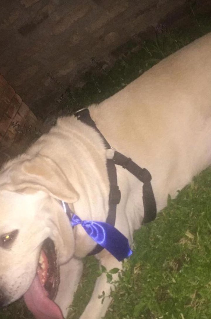 PretitaDel's tweet photo. Por favor si alguien vio a éste bebé 🙏 se llama Kamil y es medicado!! Sus dueños lo esperan en casa, Se perdió cerca de las https://t.co/VXiKSuYrYL hoy, Z.CampoGrande @salvandohocicos @PakoRescatePy https://t.co/M8uMbO5T6L