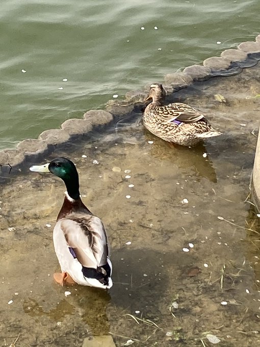 カルガモのtwitterイラスト検索結果