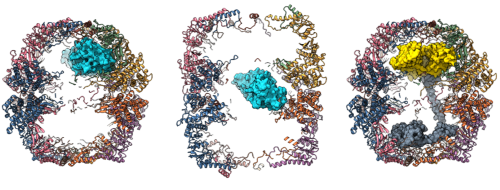 TheYueLab's tweet photo. From 1 endogenously-tagged sample, 1 tool Nb &amp; 1 EM dataset, we got to see TRiC chaperonin in full glory. What else did we find? Folding clients coming for the ride! Proud of @JackJKelly @JuhaHuiskonen @v_paavilainen @jansteyaert See for yourself: https://t.co/zjRc1FxOM7 https://t.co/EtMVw08KEH