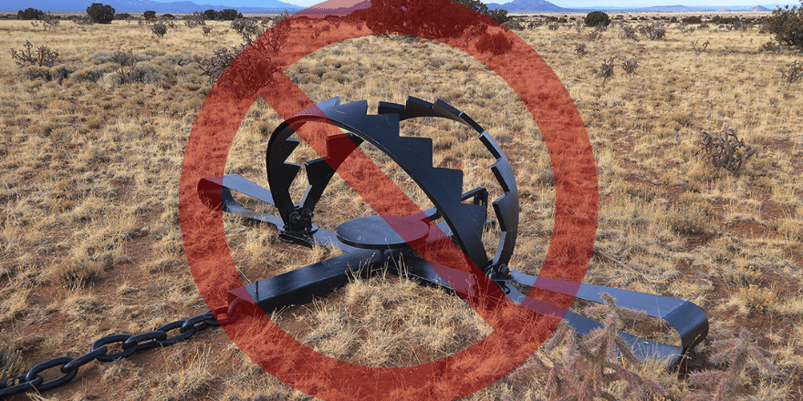 JohnHorning_'s tweet photo. Trapping is a cruel and dangerous activity threatening native wildlife, biodiversity, humans, and companion animals. Take action to support trap-free #publiclands across the United States: https://t.co/WZom9EuOPy https://t.co/QuYvh1mEID