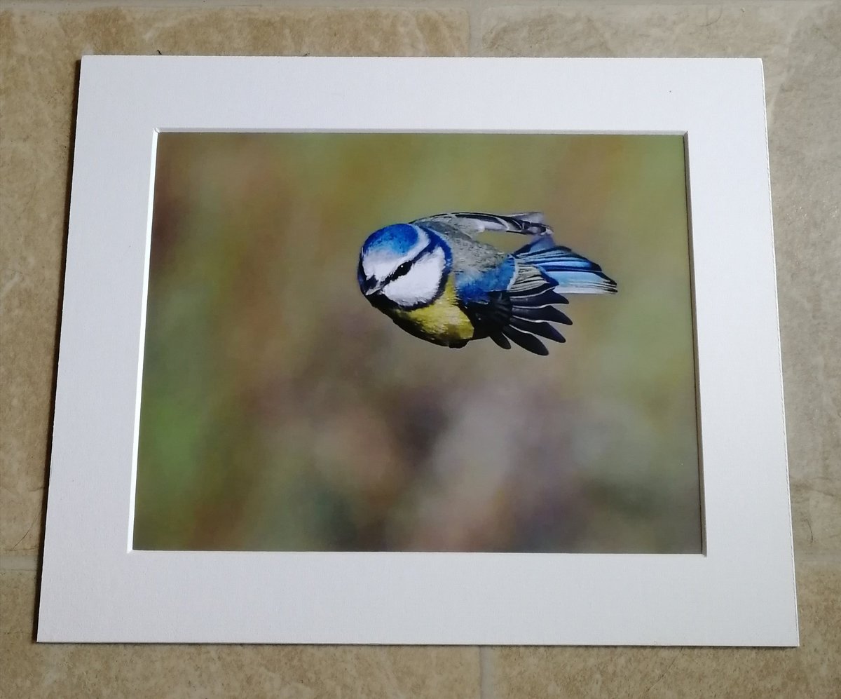'Never fear, Super Tit to the rescue' 10x8 mounted print.  Just had to include Super Tit in the collection!!  You can buy it here; https://www.carlbovis.com/product-page/10x8-mounted-print-super-tit 