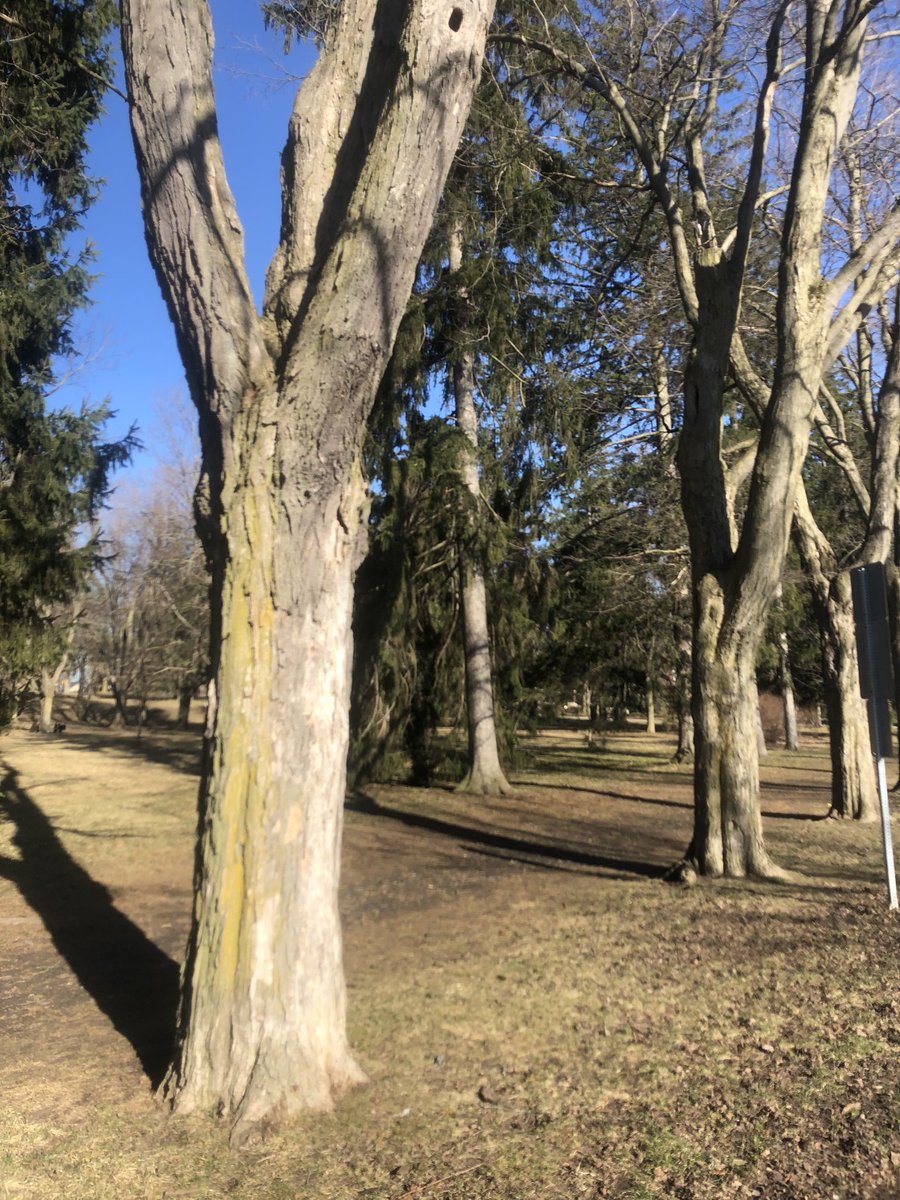 RamsaroopAndrew's tweet photo. I took up running in January to improve my mental and physical health and I think I discovered the best kept secret. Running is now my favourite way to explore neighbourhoods! #Guelph #GuelphTrails #RoyalCity
Can’t wait to tackle #KitchenerTrails once the pandemic is over! https://t.co/k6tzDc7o6S