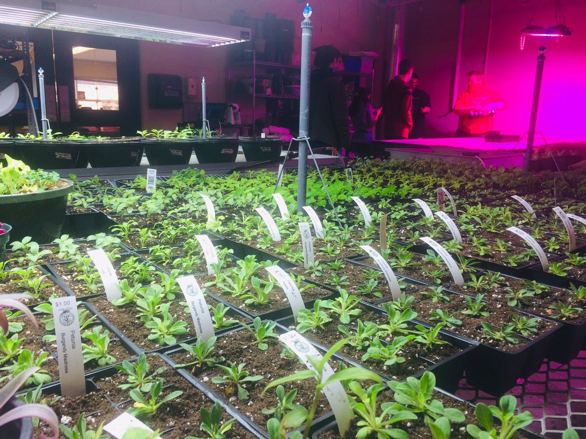 CV_AgSciences's tweet photo. #IntroToAg was hard at work today transplanting “plugs” into larger containers for our spring plant sale! Over 500 petunias planted today - planting continues tomorrow! 🌸🌷🌺 #HandsOn #LearnByDoing #TeachAg https://t.co/1I5waRNpDU