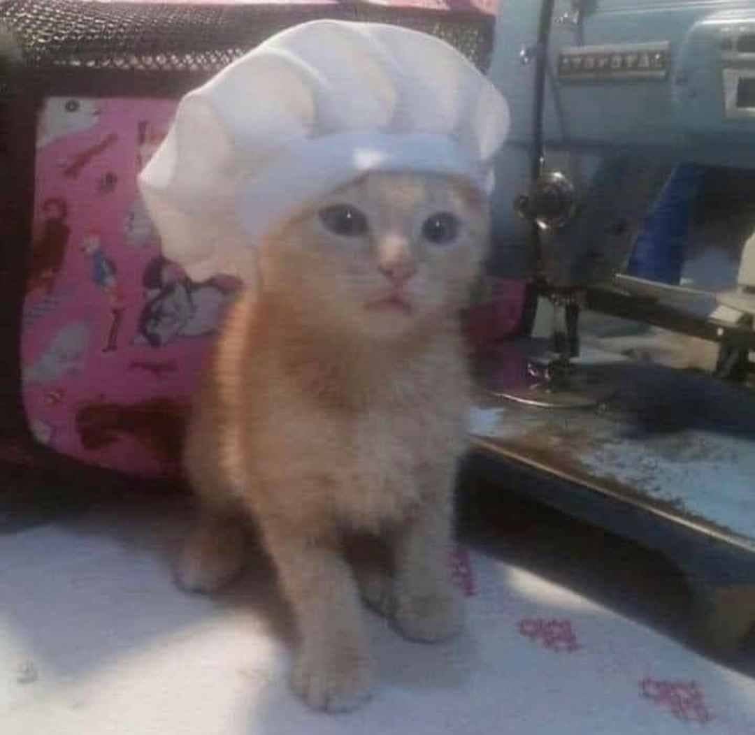 gatito emperrado (@foolnet17) / X