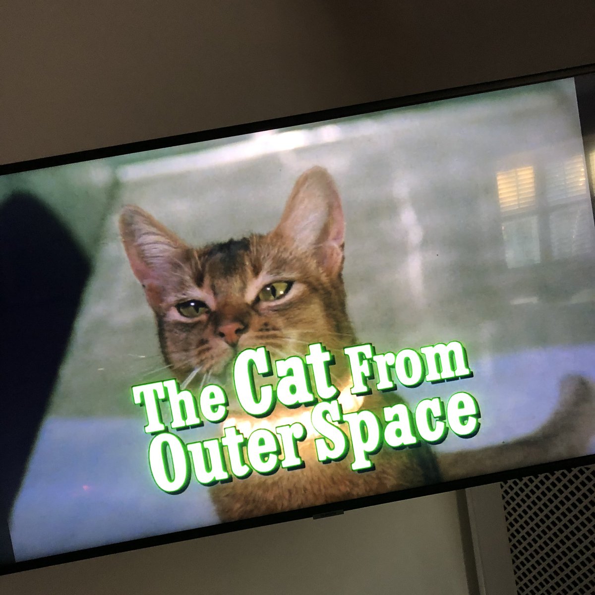The first film I ever watched in the cinema. Little known film on a par with Digby. #digby #catfromouterspace #famouscats