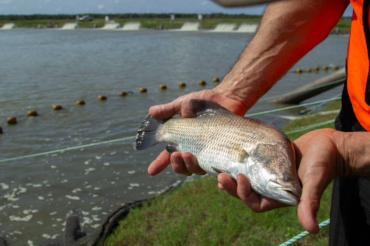 🐟BARRA RECORD🐟
The lead up to #Easter is always a busy time for Australia’s seafood sector.
At <a href="/HumptyDooBarra/">Humpty Doo Barramundi</a> in the NT, which is Australia’s biggest barra farm, they’ve harvested 110 tonnes of fish in a week!!! – a record for the farm🐟