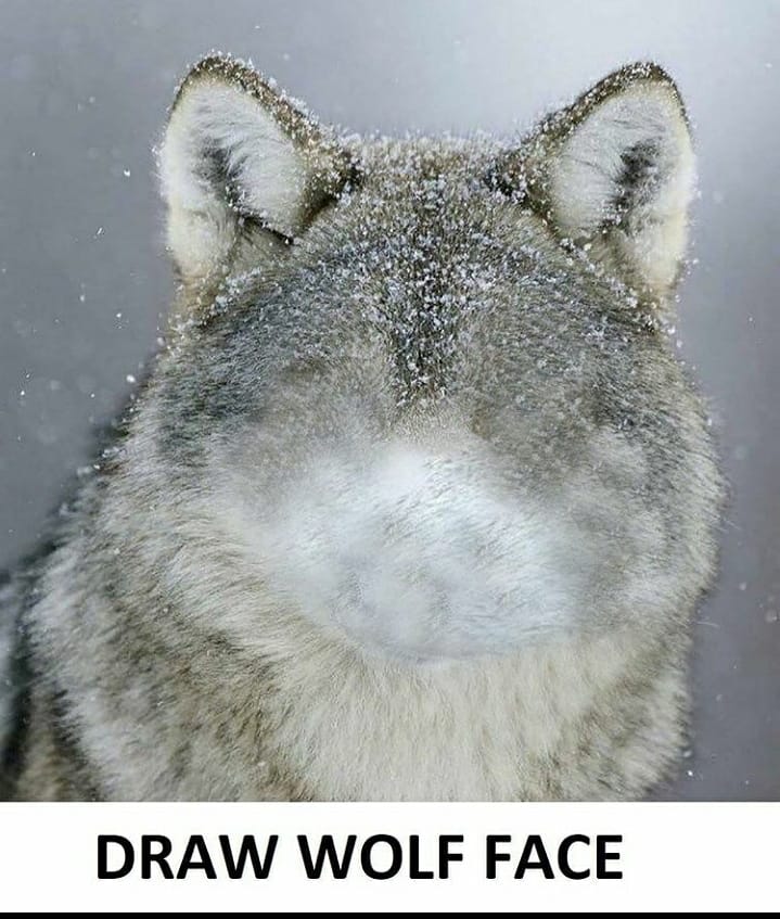 canopy_dragon's tweet photo. Its meme time bois!!

#drawwolfface #drawwolffacememe #digitalart #meme #art https://t.co/lszkUbgkTO