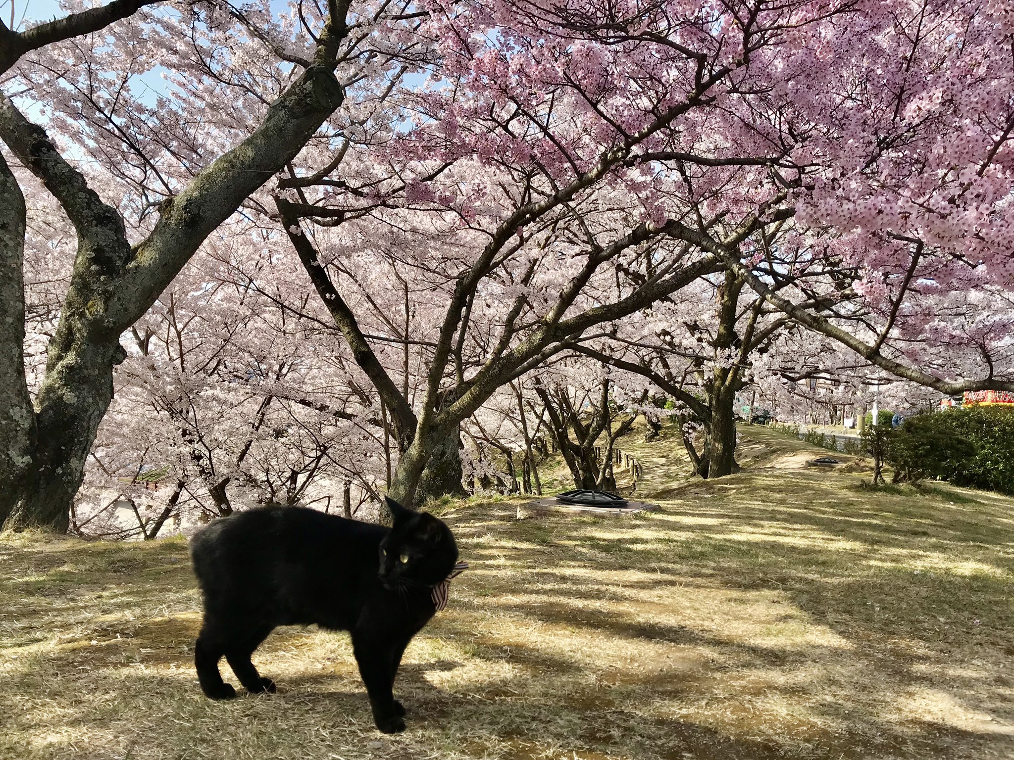 尾道市立美術館 on X: 