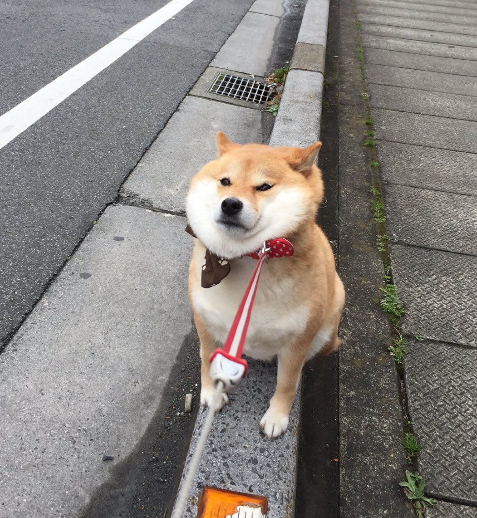 kapebeansies's tweet photo. *squish* https://t.co/SLDiDgBJLj