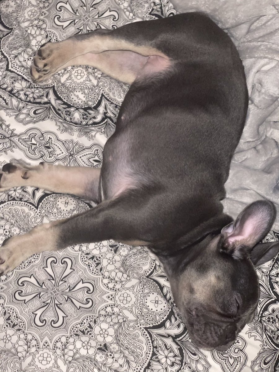 ZeetaThe's tweet photo. Wow that walk has really done our Cali right in haha peace at last 🐾🐾💤💤 https://t.co/e4RGSa08Hf