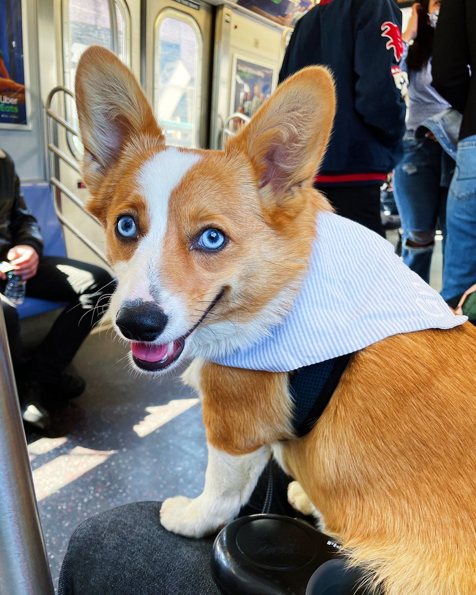 Seersucker for #Spring 🌷

#gnocchitheauggie