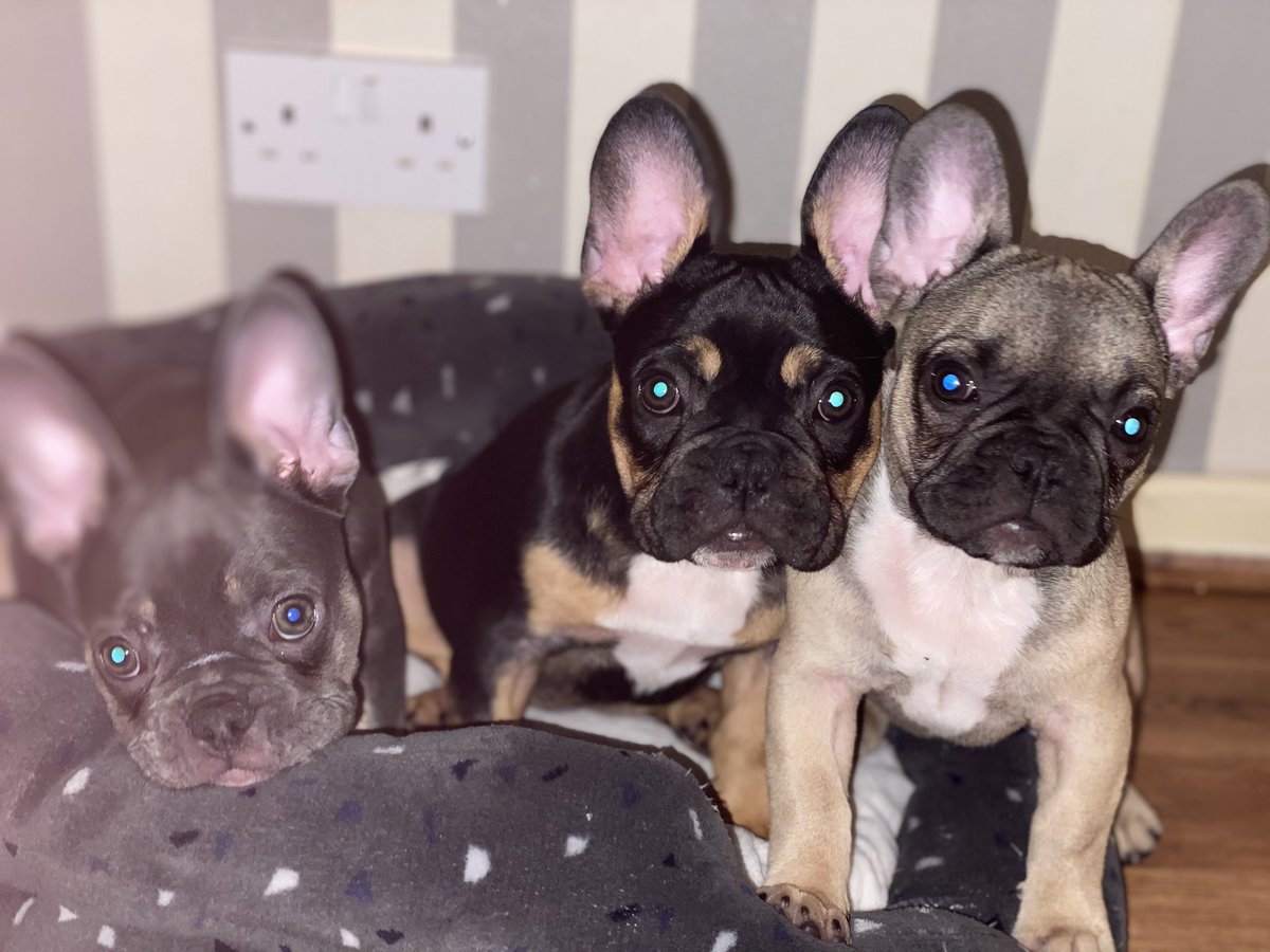 ZeetaThe's tweet photo. I love my Babies so much- Cali, Beast and Dotty all ready to go to bed 🐾🐾💋❤️❤️ https://t.co/kYr8udQH7W
