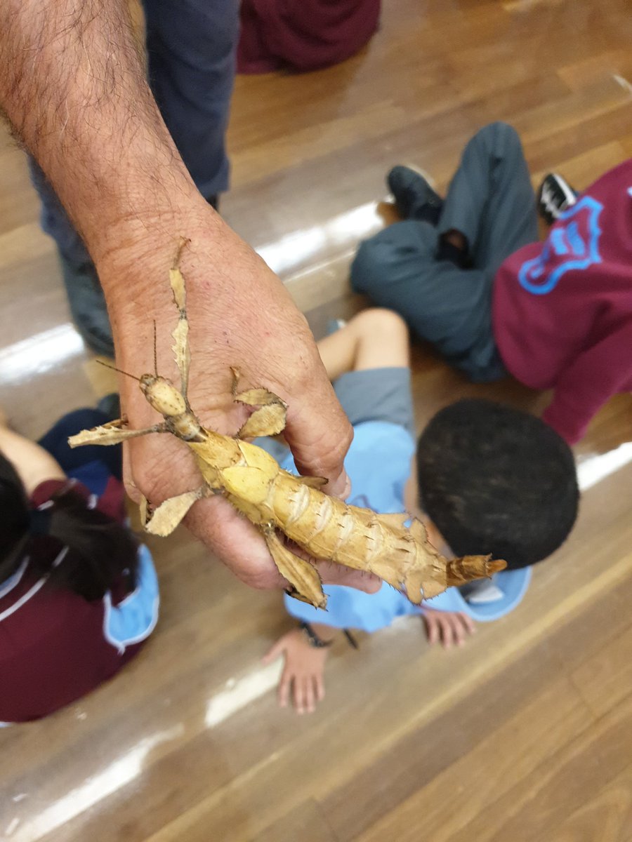 missrly's tweet photo. Thanks @TheSydneyZoo for a real life experience to help us learn more about the external features of insects and reptiles. @AuburnWestPS https://t.co/dbE6SMkJCU