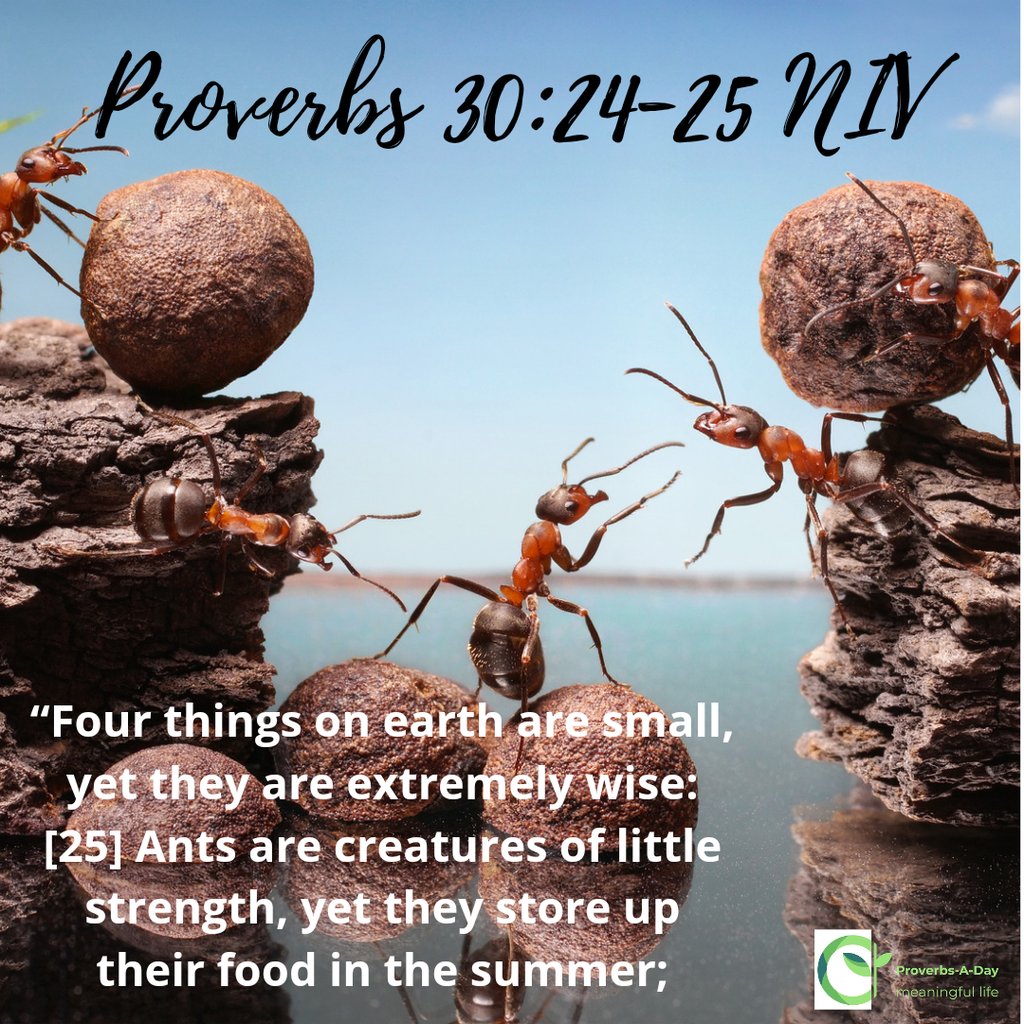 marv1ncris's tweet photo. Preparation
https://t.co/AmCwiNwQYr
#ants, #BTC, #industrious, #invest, #Proverbs30, #save, #wisdom, #workHard https://t.co/9t0wLcXHVA