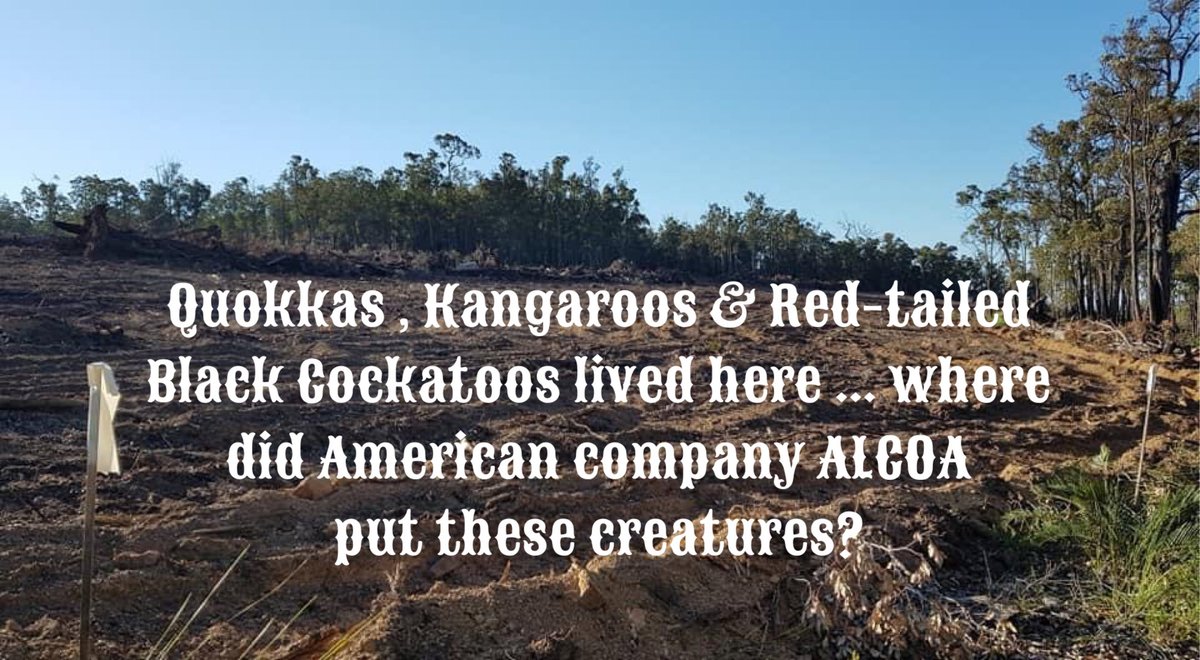 Mundlimup's tweet photo. #wildlife if #australia #quokkas #kangaroos #cockatoos #colinabbott @colinhabbott #colinhughabbott #Jarrahdale #WA @jarrahdale1 @Mundlimup @jarrahdale482 @AbbotColin #deforestation #ecocide #saveournativeforests #WAForestAlliance https://t.co/syZ1iZHJ8K