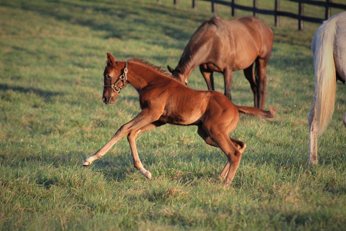 JenRoytz's tweet photo. Athletic little dude by @DarleyStallions Midshipman o/o Blue Dress. His 2yo full sister is training forwardly in Ireland ๐ฎ๐ช #brownsteadbred #kybred #futureracehorse https://t.co/U2NGaWnZxT
