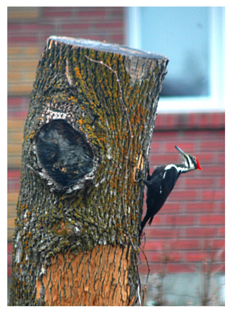 charleso_brien's tweet photo. Pileated Woodpecker tearing a strip off our trunk, in
#BrockvilleON #Springtime2021 #Birding #birdphotography #PileatedWoodpecker
Strip a tree in 20 minutes or less, MOBILE SERVICE, only $499! Order now! 1-800-BRD-PECK https://t.co/OLKzTwI8YH
