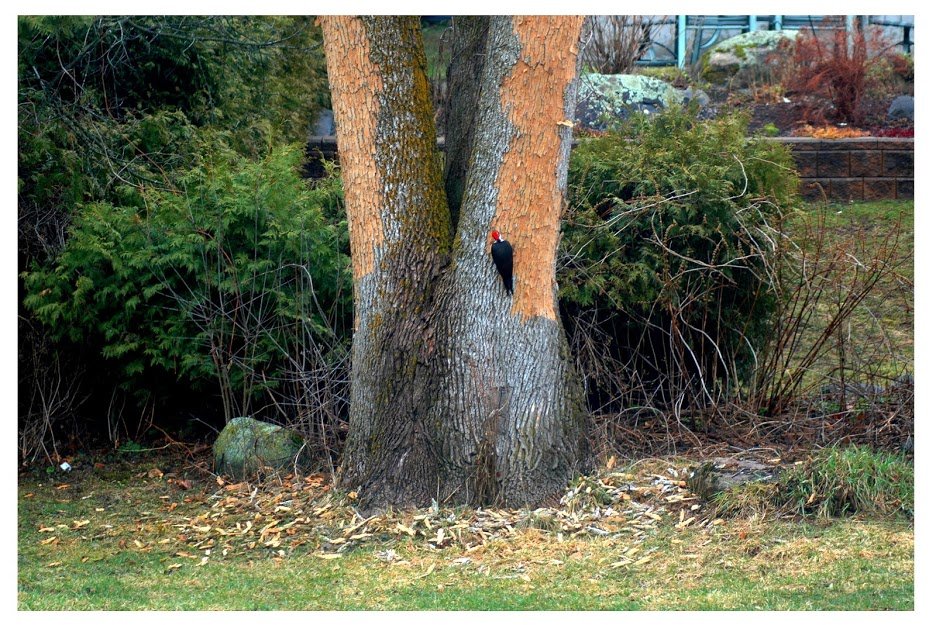 charleso_brien's tweet photo. Pileated Woodpecker tearing a strip off our trunk, in
#BrockvilleON #Springtime2021 #Birding #birdphotography #PileatedWoodpecker
Strip a tree in 20 minutes or less, MOBILE SERVICE, only $499! Order now! 1-800-BRD-PECK https://t.co/OLKzTwI8YH