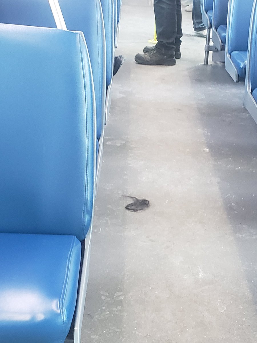 kellylaurelle's tweet photo. in what scenario do you leave a MASSIVE CLUMP OF HAIR on the ctrain!?!? 🤢🤢 I hate it here https://t.co/X5jAOzNDcL