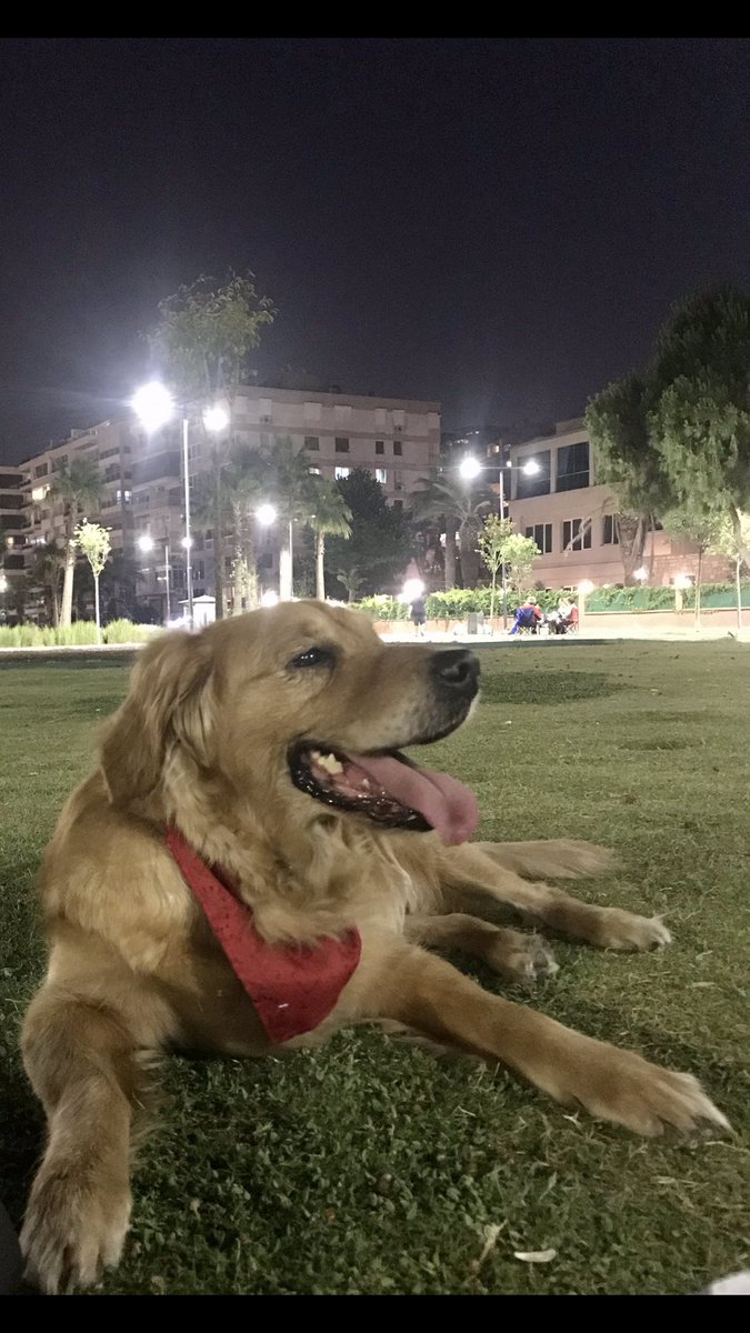 #izmir #kayıp #kayıphayvan #arya #golden #GoldenRetrievers #köpek #hayvan #hayvanhakları #kayıpköpek #haytap #göztepe #alsancak #muratreis #güzelyalı #izmirtrafiği <a href="/evsiz_hayvanlar/">yuvaarayanhayvanlar</a> <a href="/HayvanseverGaze/">Hayvansever Gazetesi</a> <a href="/HayvanOzgurlugu/">Hayvan Özgürlüğü</a> <a href="/HaytapOfficial/">Semtiemt</a> <a href="/izmirbld/">İzmir Büyükşehir Belediyesi</a> <a href="/izmirbbsk/">izmirbbsk</a> @kayipkopek <a href="/KayipHayvan_Org/">Kayıp Hayvan</a>