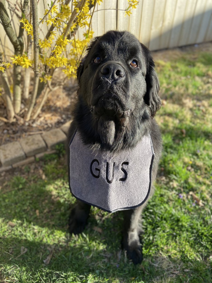gusthenewfound1's tweet photo. A lot of people ask where the lady gets my backward capes. It’s a small shop on Etsy called Doggies World. Check it out. Here’s me stylin and profilin in mine that came today. #idrool #dogbib #dogsoftwitter #newfoundlanddogs
https://t.co/MKNrmPXHoj https://t.co/OM4zWAjW54