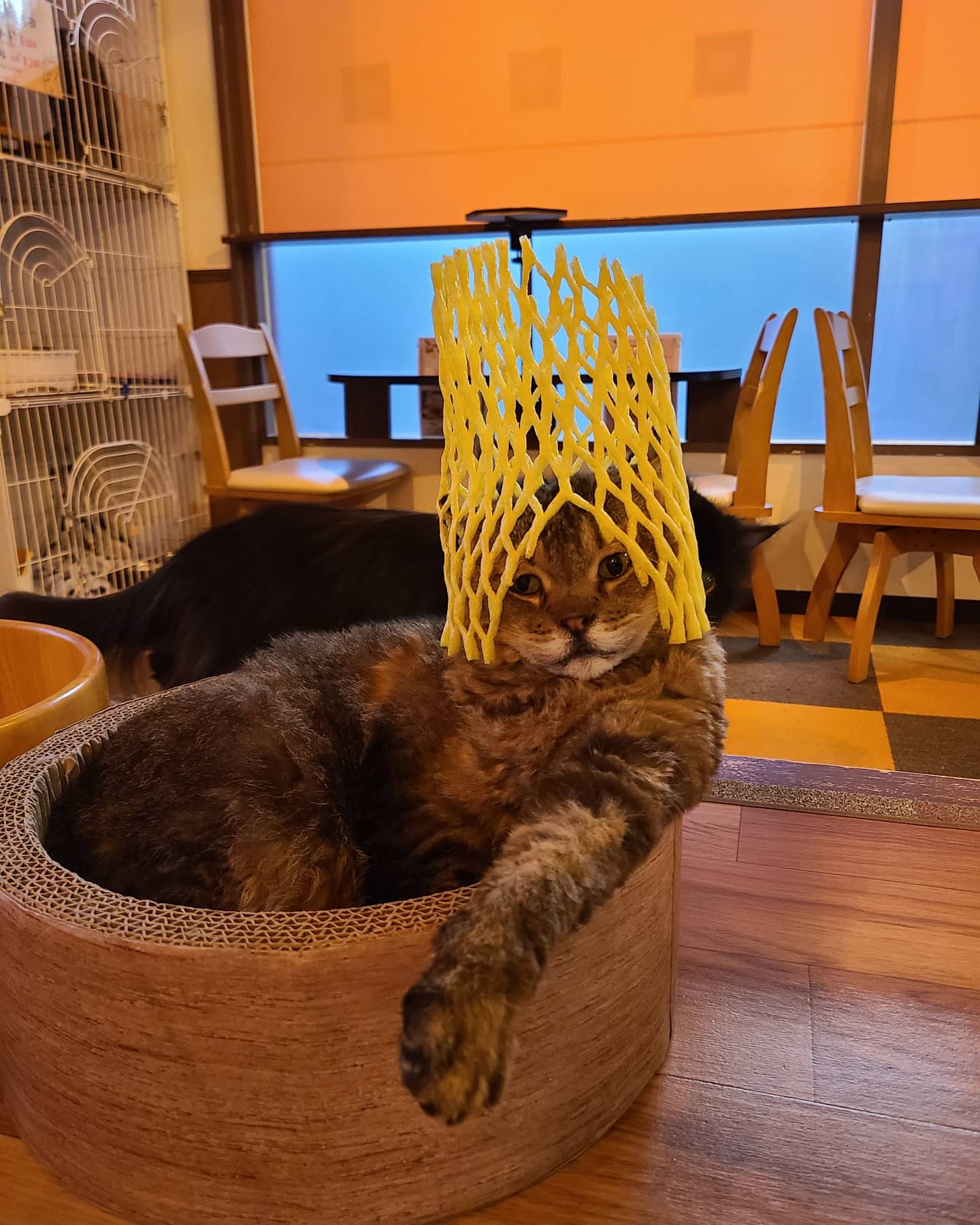 沼津猫カフェ Twitter Search Twitter