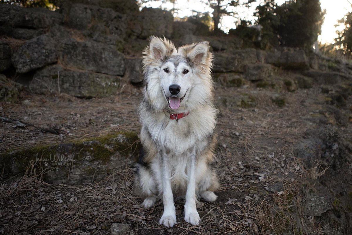 PoundDog911's tweet photo. Name: Banana
ID # PDR662
Age: 1 year
Gender: male
Neutered: yes
UTD vaccines: yes
Breed: Husky X Collie
Colours: sable
Coat length: long
House trained: yes
Special needs: no
OK with kids: older
OK with cats: yes
Ok with dogs: yes
Microchip: yes
Size: large
Adoption fee: $550 https://t.co/8JblLp8NbB