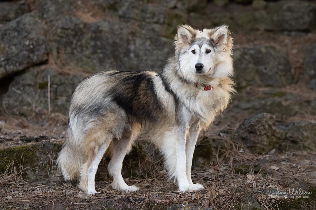 PoundDog911's tweet photo. Name: Banana
ID # PDR662
Age: 1 year
Gender: male
Neutered: yes
UTD vaccines: yes
Breed: Husky X Collie
Colours: sable
Coat length: long
House trained: yes
Special needs: no
OK with kids: older
OK with cats: yes
Ok with dogs: yes
Microchip: yes
Size: large
Adoption fee: $550 https://t.co/8JblLp8NbB