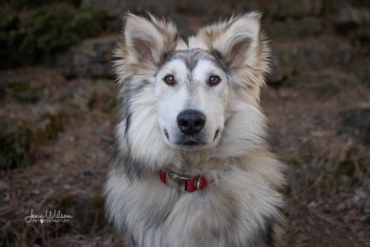 PoundDog911's tweet photo. Name: Banana
ID # PDR662
Age: 1 year
Gender: male
Neutered: yes
UTD vaccines: yes
Breed: Husky X Collie
Colours: sable
Coat length: long
House trained: yes
Special needs: no
OK with kids: older
OK with cats: yes
Ok with dogs: yes
Microchip: yes
Size: large
Adoption fee: $550 https://t.co/8JblLp8NbB