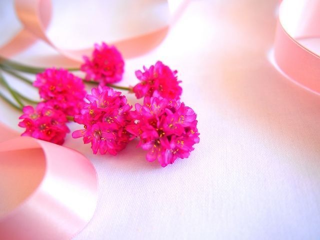 アルビオン Albion 公式 おはようございます 今日の誕生花は アルメリア 花言葉は 思いやり 心づかい です 小さな花が集まって咲く花姿が印象的ですね 今日もまわりの方への感謝の気持ちや気遣いを忘れずに過ごしていけたらいいですね