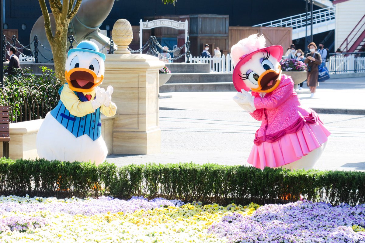 つっちー Dあか アメフロのドナデジ 花壇の前で2人揃ってお花のポーズ 可愛い W フリーでドナデジに会えるのは海の大きな魅力 陸に全然足が向かないw ディズニーシー アメリカンウォーターフロント ドナルド デイジー