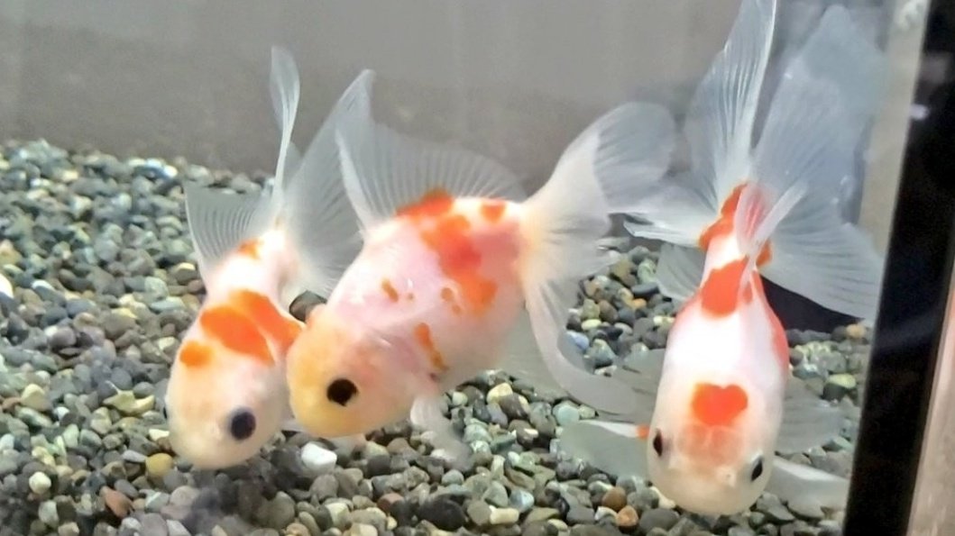 あしこ 目指せ 脱 肥満 この文を見るとウルッとしてしまう なますちゃん ほんと最後まで頑張ってくれました ありがとうおせちーず ハルナまんまさんも ありがとうございます