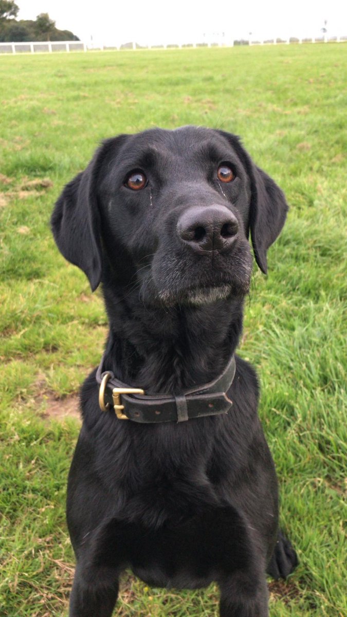 StaffsDogs's tweet photo. #S1Dogs - PdArchie and his handler used their #StopSearch powers tonight in Trentvale  where a quantity of drugs and a large amount of cash was discovered. 2 ppl now in custody. Thank you to assistance from @RoadPolicing and Northern Response. #PdArchie #TheNoseKnows https://t.co/Ffr6OYlGbj