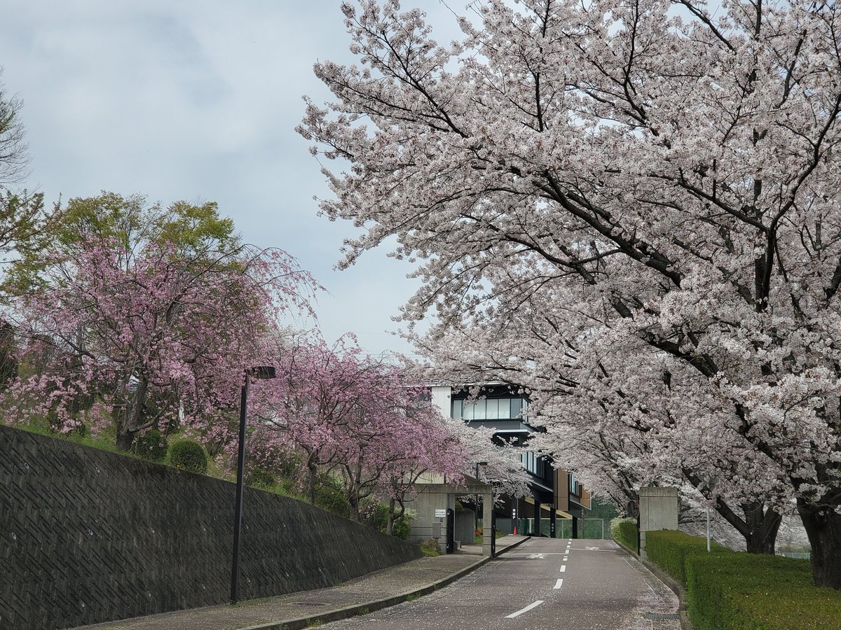 春から岐阜医療科学大学