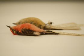 Jack Dumbacher (@casbirdman) on Twitter photo Excited to be using PacBio HiFi technology to get a reference genome for the Galapagos Vermilion Flycatchers - and unlock the DNA in our 100+ year old specimens... #HiFiExhibit <a href="/calacademy/">California Academy of Sciences</a> <a href="/DarwinFound/">Charles Darwin Foundation-Fundación Charles Darwin</a> Excited to be using PacBio HiFi technology to get a reference genome for the Galapagos Vermilion Flycatchers - and unlock the DNA in our 100+ year old specimens... #HiFiExhibit <a href="/calacademy/">California Academy of Sciences</a> <a href="/DarwinFound/">Charles Darwin Foundation-Fundación Charles Darwin</a>