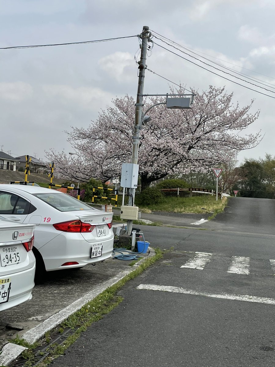 和泉自動車教習所 散る前にパシャり 教習所 和泉自動車教習所 自動車学校 和泉多摩川 狛江 多摩川 バイク 車 桜 猫 ねこ ねこ部 にゃんすたぐらむ にゃんこ にゃんだふるライフ ふわもこ部 ネコ ねこのいる生活 Catstagram 猫好き