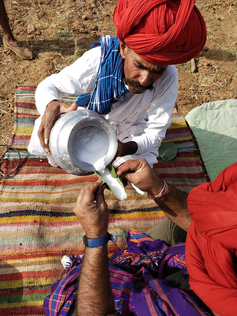 IlseKohler's tweet photo. Yes, let's celebrate #RajasthanDay in my adopted home country and its USP of ayurvedic #camelmilk and the aak leaf ritual! https://t.co/oMIHG8Slat