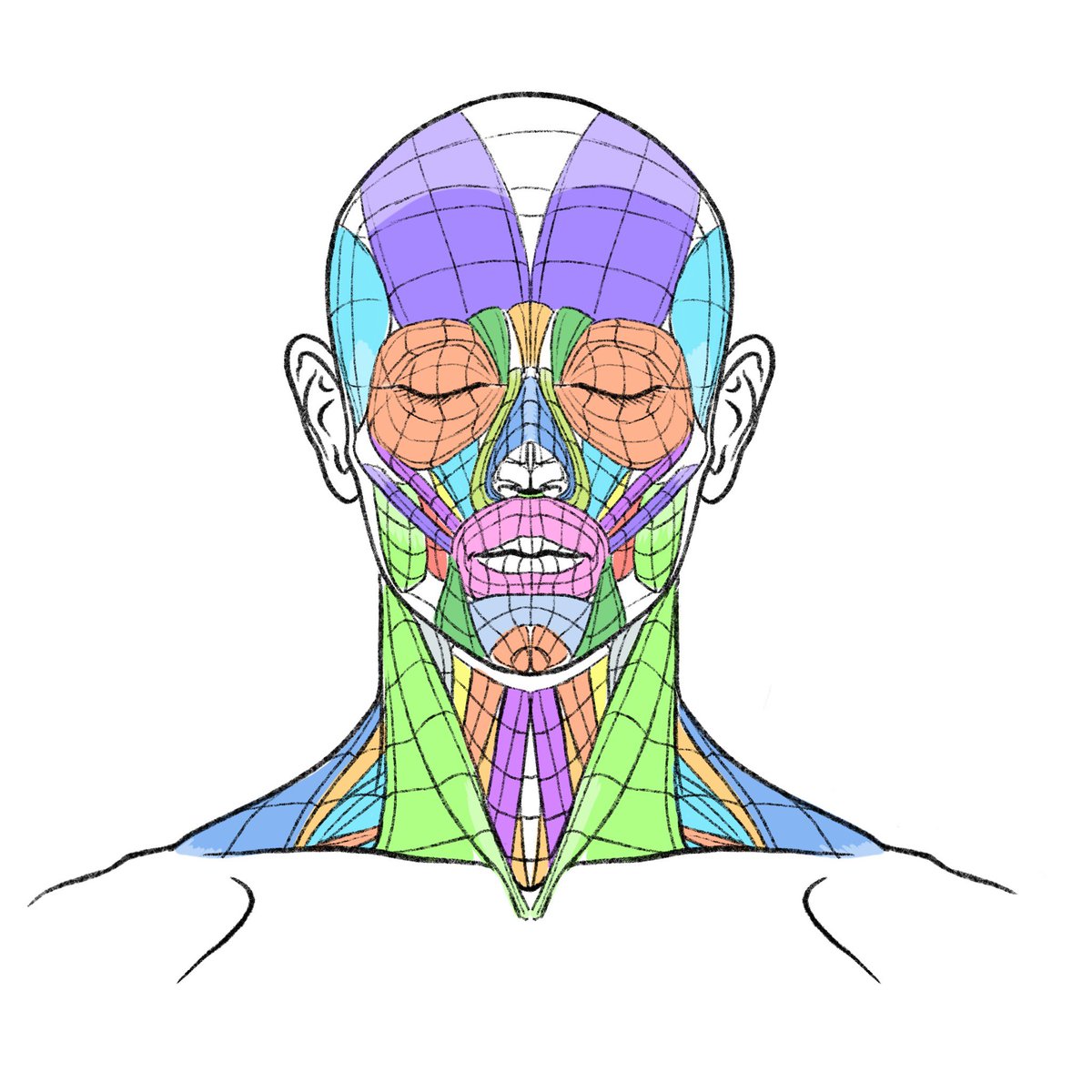 「今回の講習会では最近描いているトポグラフィーを使って体表の起伏を解説していきます」|伊豆の美術解剖学者のイラスト