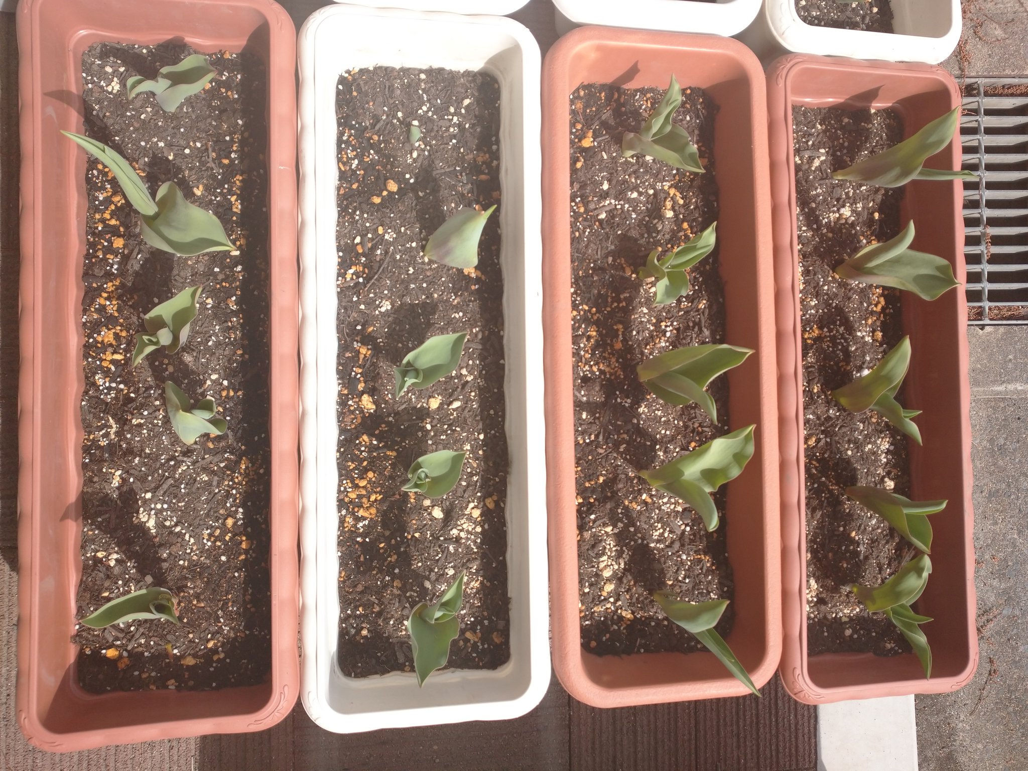 平田村 こんにちは あじさいの挿し木 3週目 成長しています 平田村 あじさい 挿し木 成長 3週目 感謝 T Co Moabtmhkco Twitter