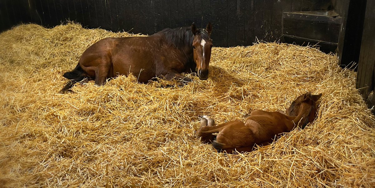 💕First sleep together in the outside world 💕#Couldjointhem #oneofmyfavouritesights #welcometotheworld