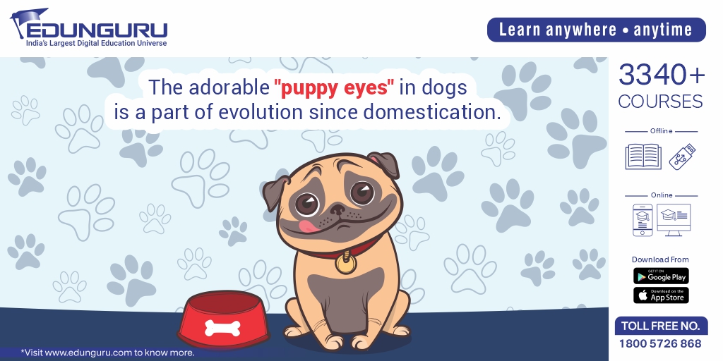 edunguru's tweet photo. No wonder that dogs are considered to man's best friend!

Subscribe Now: https://t.co/cUA4F5VnG5

Visit https://t.co/ZaOqU5TPyJ 

For any assistance, Call on Toll-Free No. 1800 5726 868

#Edunguru #EducationForAll #Facts #FactsMatter #factsoflife #factsdaily #factsonly #FactAlert https://t.co/2ECv5F9Zra