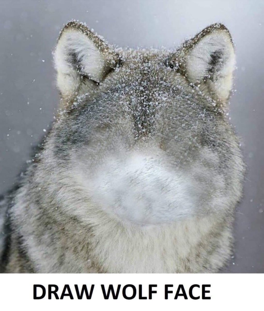 StargazerStars's tweet photo. Dis what you get for telling me what to do! #DrawWolfFace #Draw_Wolf_Face https://t.co/GvUPP2zwfH