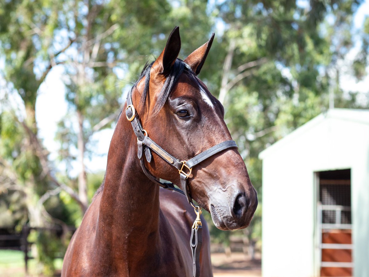 BenstudS's tweet photo. LOT 102 🦋
Trixton / One Yankee Hall - Colt 

Catch a look at this fella and all the other Benstud Yearlings in Barn A 🦋 

https://t.co/nv3LFNjeMh

@HarnessBreeders  @HarnessBreedNSW @NutrienEquineSB https://t.co/APeWcwbkFw