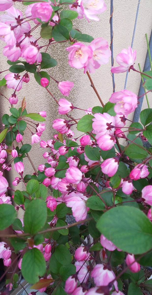 海棠桜 Twitter Search