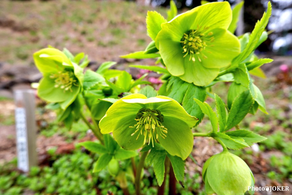 Joker 秋田市下浜 珠林寺 にあるクリスマスローズの里 花びらまで葉っぱみたいな面白い品種 クリスマスローズの里 珠林寺 クリスマスローズ フォトジェニック 写真が奏でる私の世界 キリトリセカイ Photography お写んぽ T Co Yxjh78kzep
