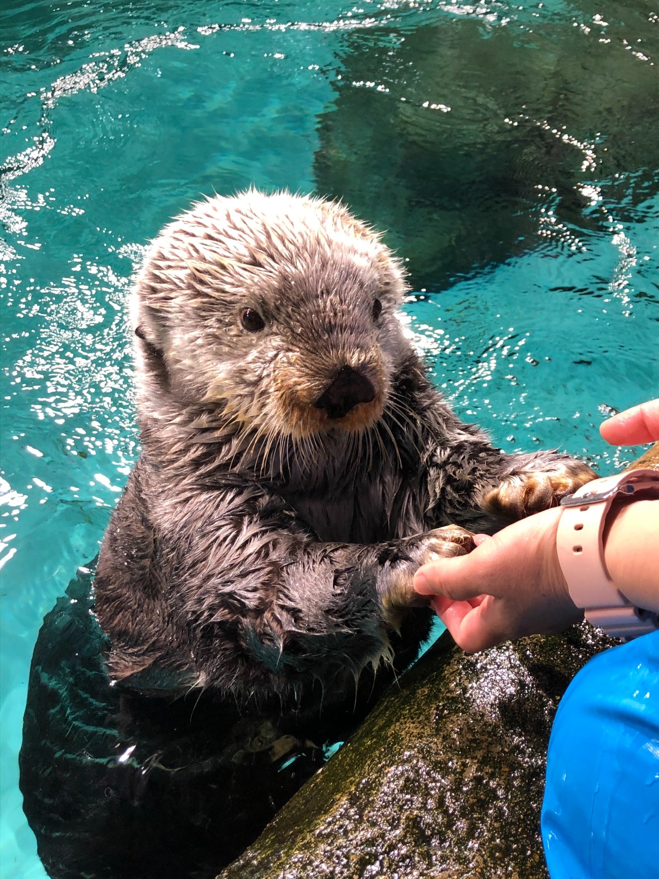 マリンワールド海の中道 コンプリート マリン豆本 ラッコ リロくん クイズ