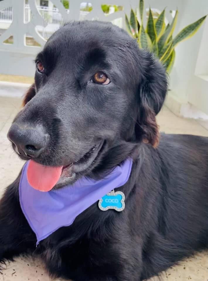 rabitokontento's tweet photo. Gracias a todos los que nos apoyaron y formaron parte de esta iniciativa. Gracias a @namapr por su iniciativa anual que nos une bajo un mismo interés, ser la voz de los animales. 

#DeVioletaPorEllos2021 https://t.co/YZ3Ddl0Qup