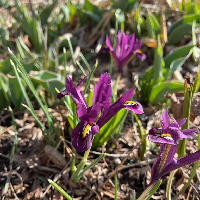 Piroska_Bata's tweet photo. Hi friends....
Does anyone know what kind if spring flower this is ? Its small, close to the ground and looks like a miniature iris.
#helptoidentify #springflower #unknownflower #nature #naturephotography #beautyofnature #curious https://t.co/YzXUJNxh3q