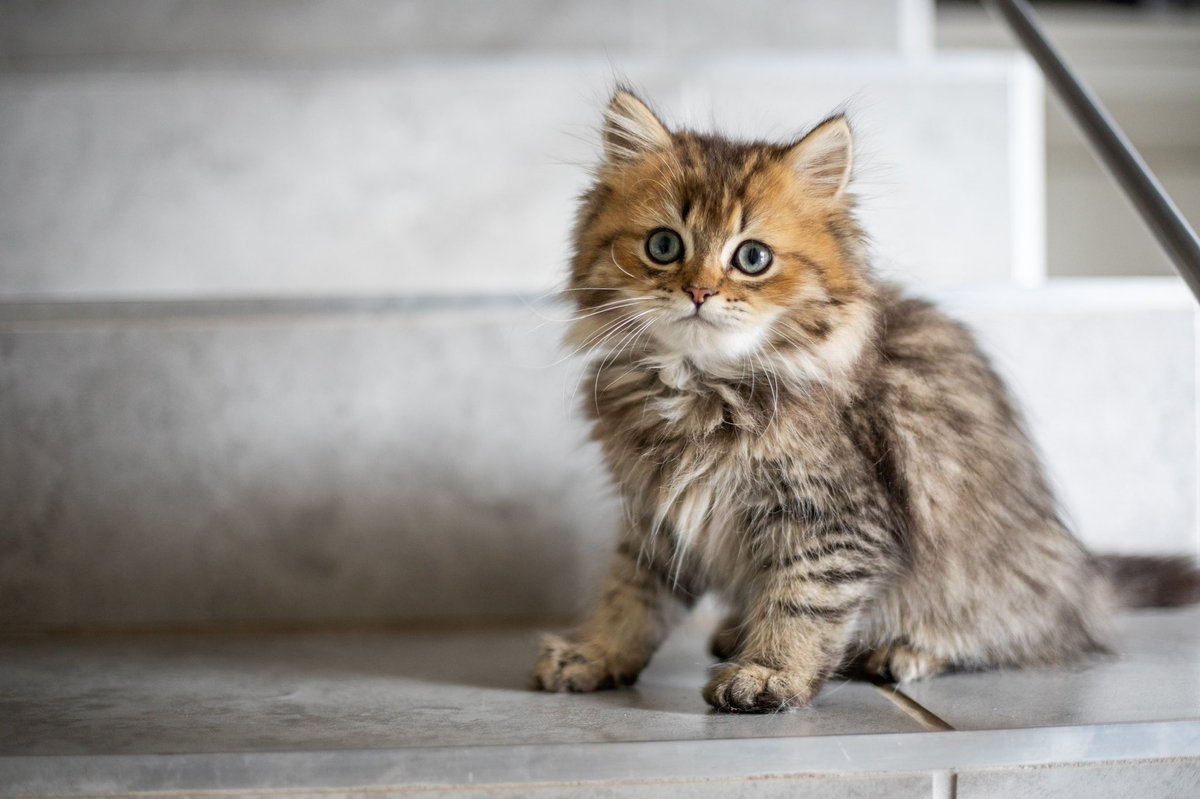 DeleyNaturals's tweet photo. Your #furbabies are our passion. We strive to help your pets live their very best life.
#catsofinstagram #catlife #catlovers #catstagram #catsofinsta #cathealth #catoftheday #petlovers #pethealth #pettreats #kittensofinstagram #kittenhealth #catsupplement #catloversclub https://t.co/VR5bOPDVEY